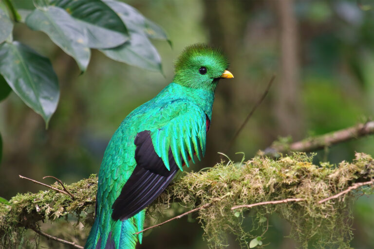 A resplendent quetzal.