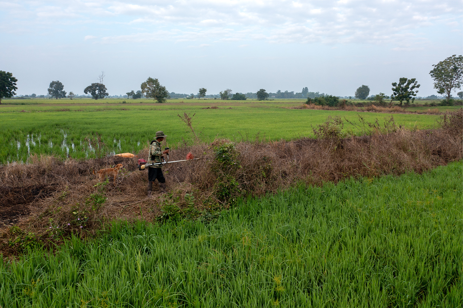 Rice farmer in paddy field.