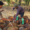 Plantation workers loading oil palm fruit off a truck in Sabah, Malaysia.