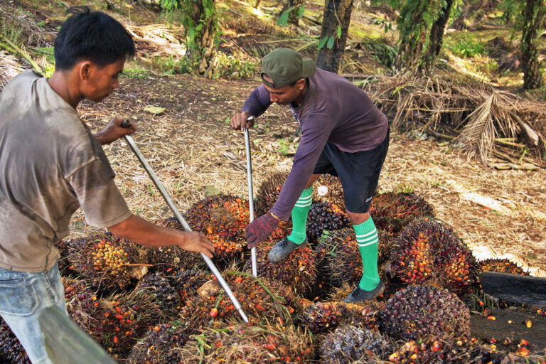 Plantation workers loading oil palm fruit off a truck in Sabah, Malaysia.