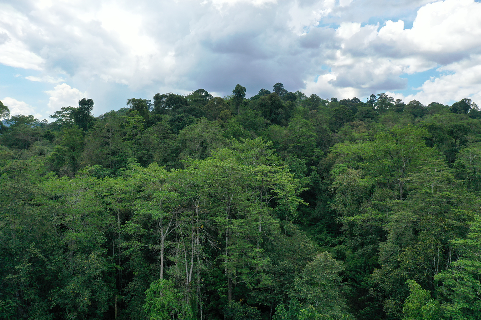 Forest canopy in the Sabah Biodiversity Experiment (SBE), years into the project. 