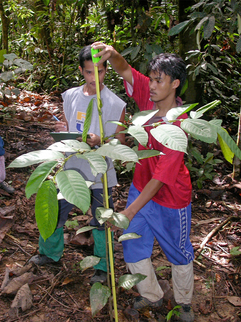 Measuring seedlings in the Sabah Biodiversity Experiment (SBE) in the early days of the experiment. 