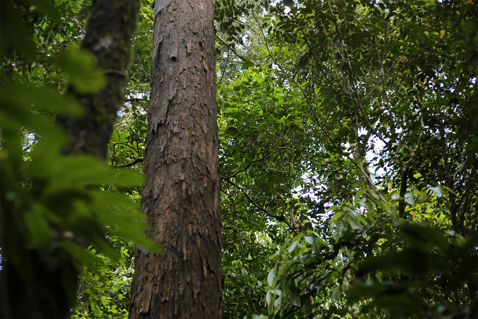 A tree in Sabah.