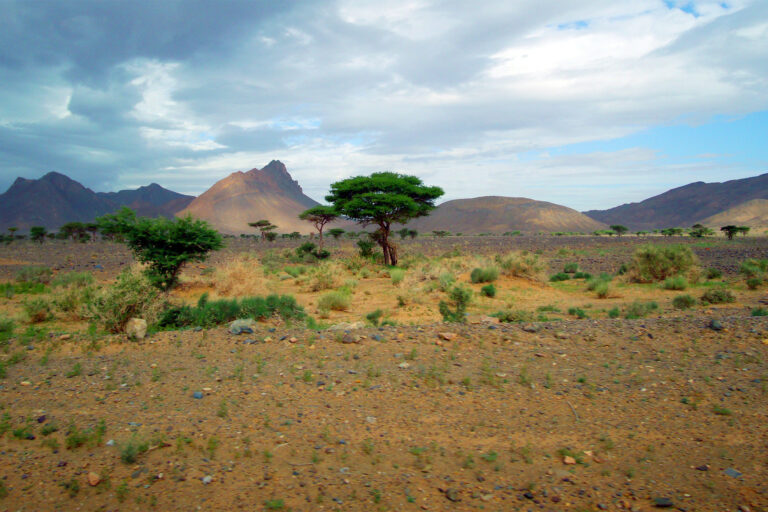 Trees in the plains of Sahel.