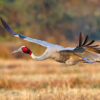 A sarus crane flies over an agricultural field.