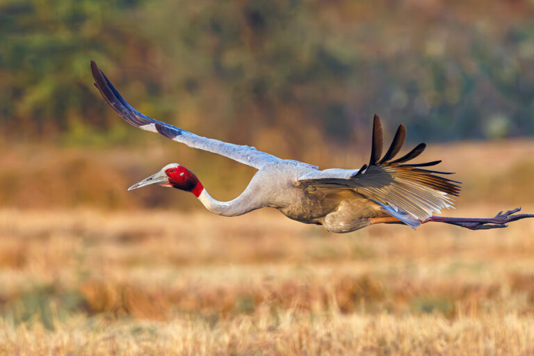 A sarus crane flies over an agricultural field.