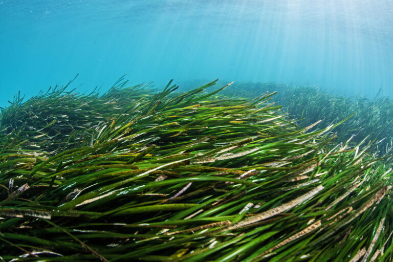 Seagrass is an important stabilizer for the seafloor, too. Image by Dimitris Poursanidis / Ocean Image Bank.