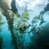 California sea lions swimming in a giant kelp forest.