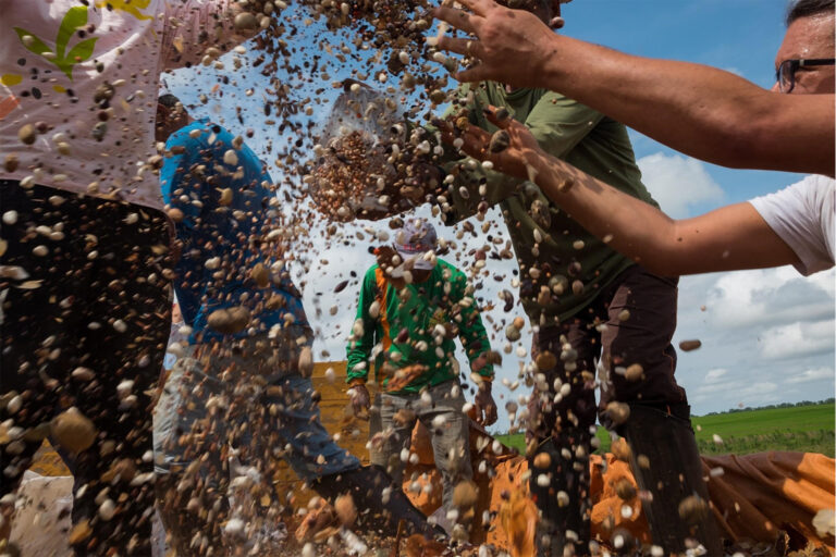 CI-Brazil and partners mixing the muvuca seeds.