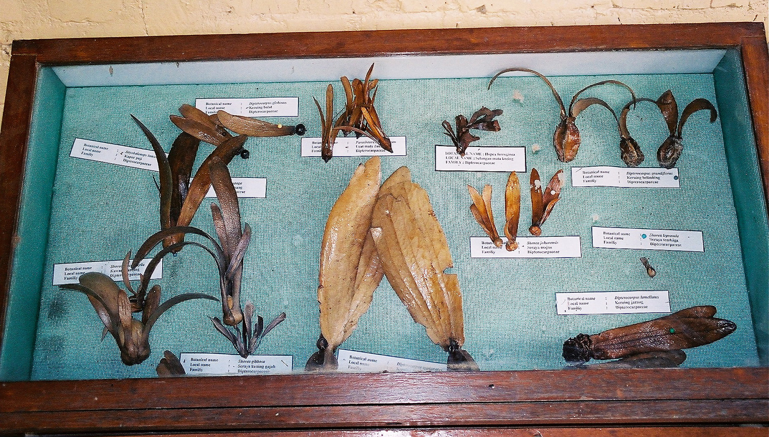 Dipterocarp seeds of trees found in Sabah's rainforests.
