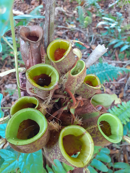 An endemic pitcher plant thrives in the understory of the Marsawa arboretum.