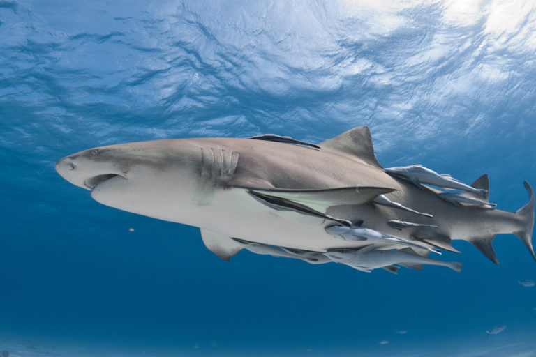 A shark with remoras.