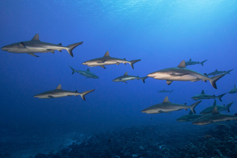 Gray reef sharks at Fakarava atoll, French Polynesia.