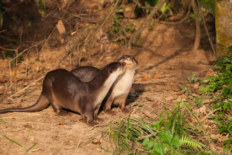 Representative image of smooth-coated otters.