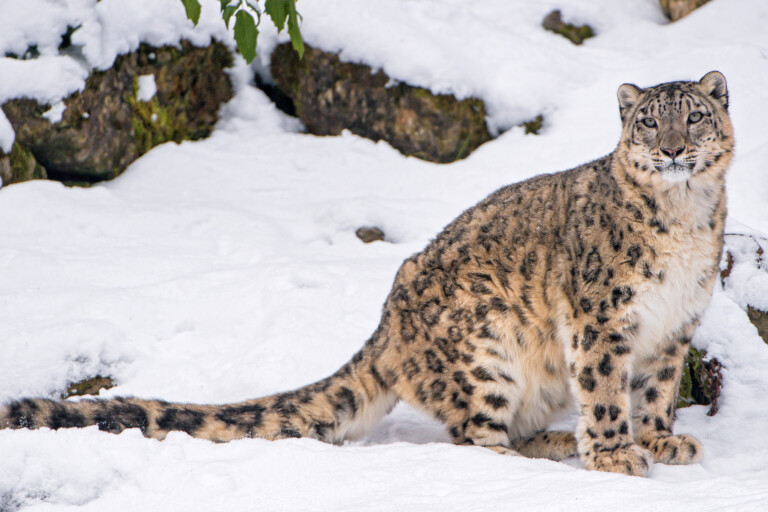A snow leopard.