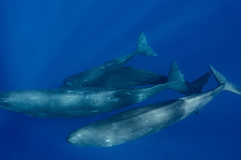 A pod of sperm whales.