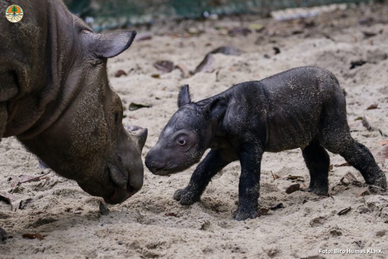 The newborn rhino calf with her mother, Ratu, at the Sumatran Rhino Sanctuary in Way Kambas, Indonesia.