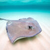 A southern stingray swimming over the seafloor.