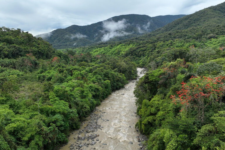 A river flows through the Amazon Rainforest.