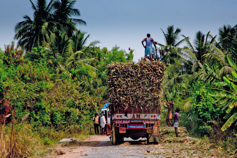Harvested sugarcane in Karnataka, India.