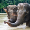 Sumatran elephants play in water.