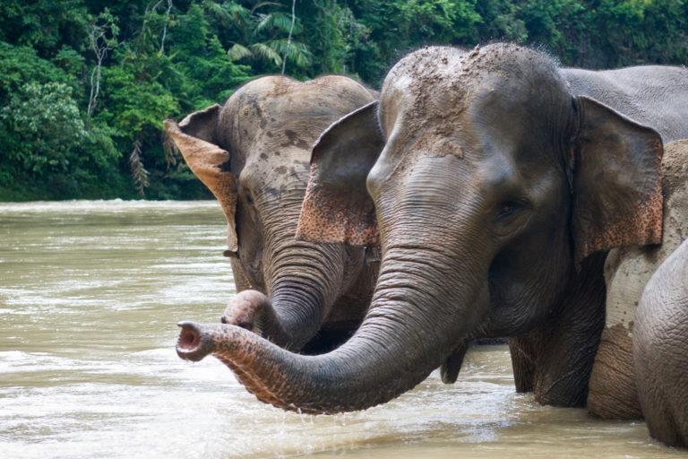 Sumatran elephants play in water.