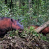 Sumatran rhinos