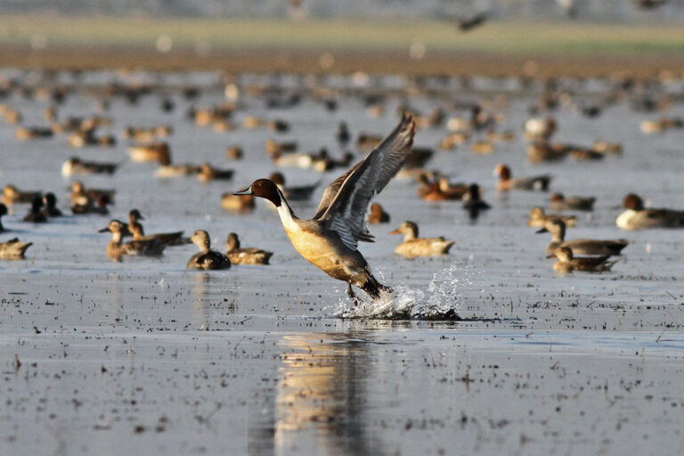 A northern pintail takes flight in the Tanguar Haor wetland.