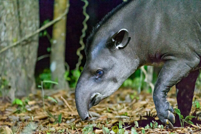 A female South American tapir (Tapirus terrestris).