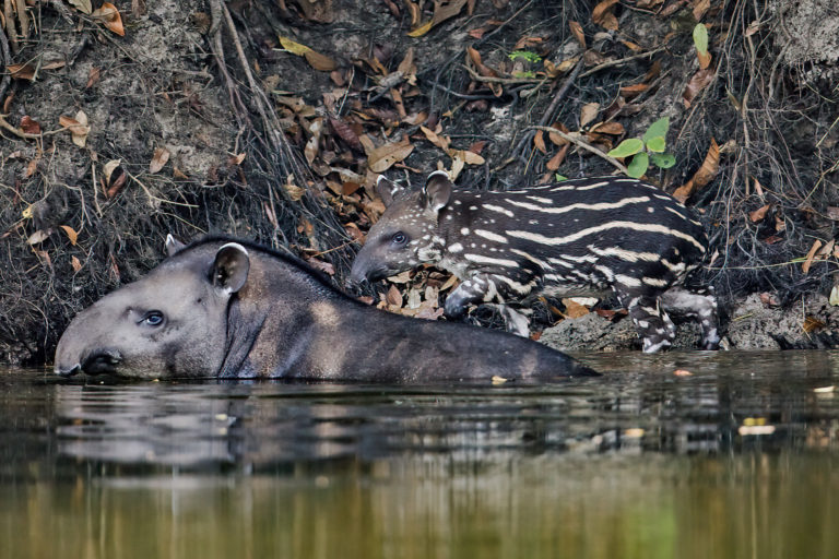 A lowland tapir with its calf.