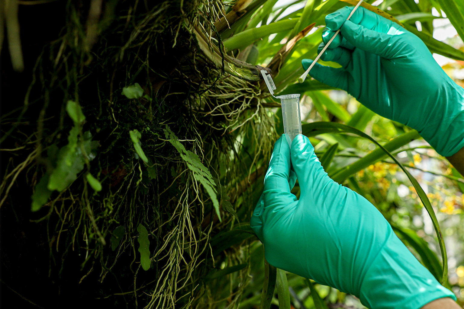 The team identified 50 species by swabbing leaves for a little over an hour. 