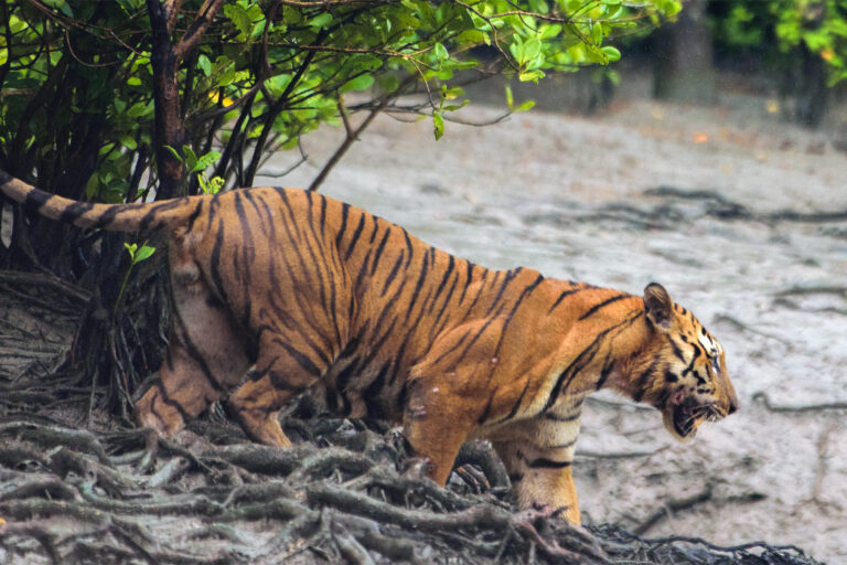 A tiger in the Sundarbans.