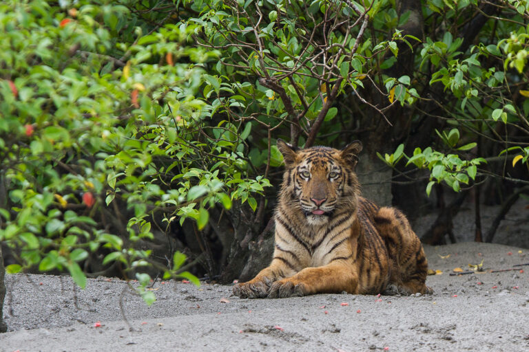 A sub-adult Bengal tiger on the river bank.