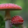 Amanita muscaria is a mushroom that is both hallucinogenic and poisonous. Image posted by creator 942784 to the Creative Commons via Pixabay.