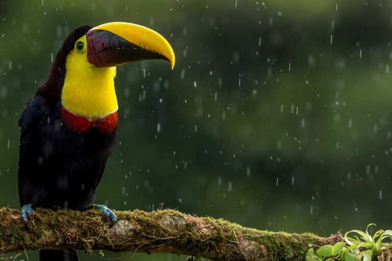A chestnut-mandibled toucan in the rain.