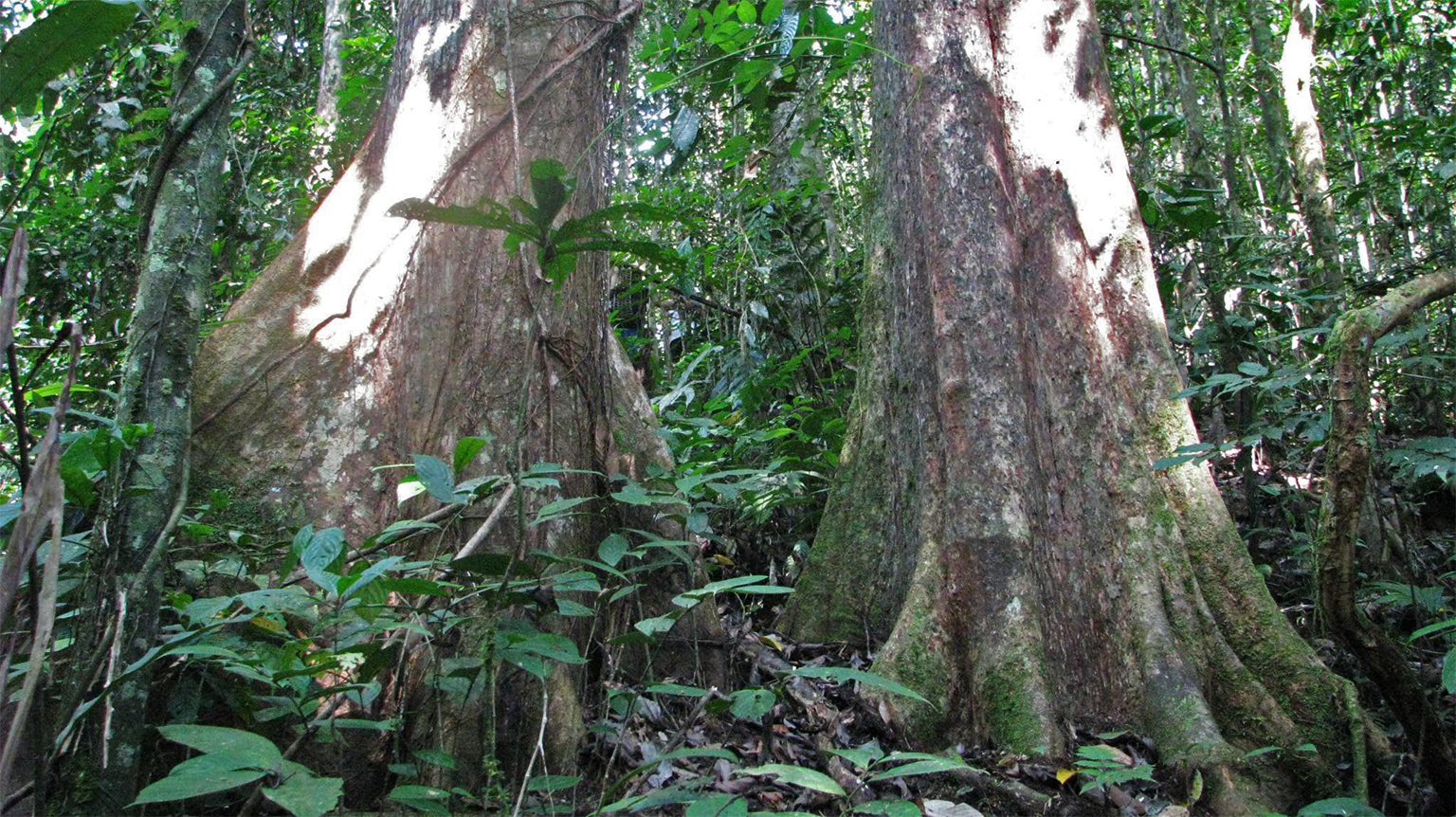 Shorea sp. trees in a Sarawak rainforest. 