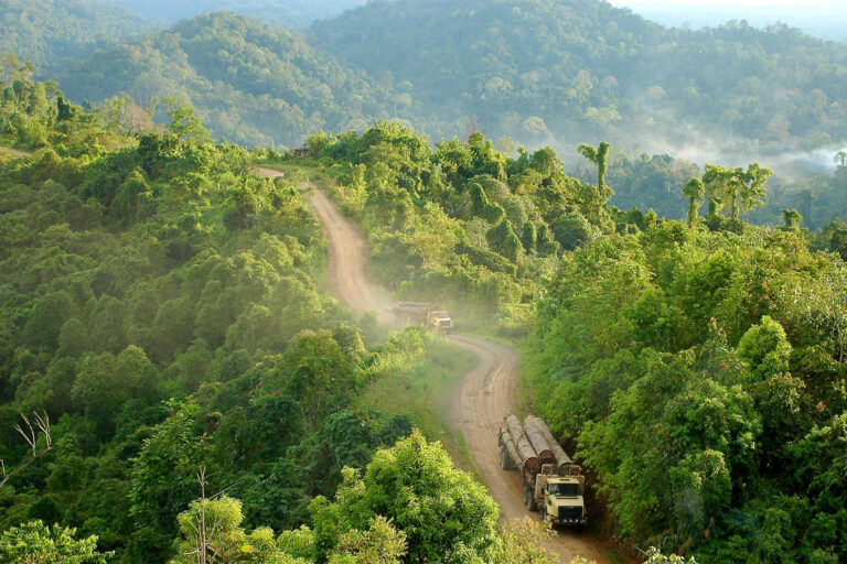 Trucks loaded with freshly cut logs transported for further processing, Gunung Lumut, East Kalimantan, Indonesia.