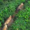An uncontacted Indigenous community in Acre, Brazil.