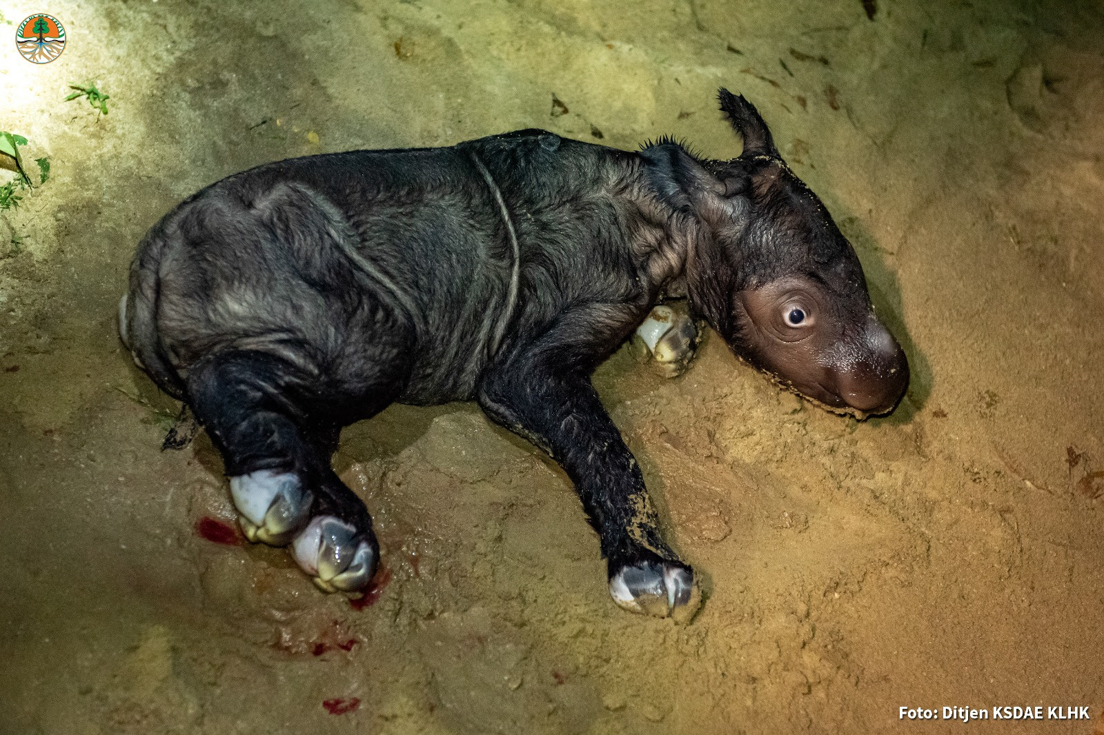 The calf was born weighing 27 kilograms (59.5 pounds)