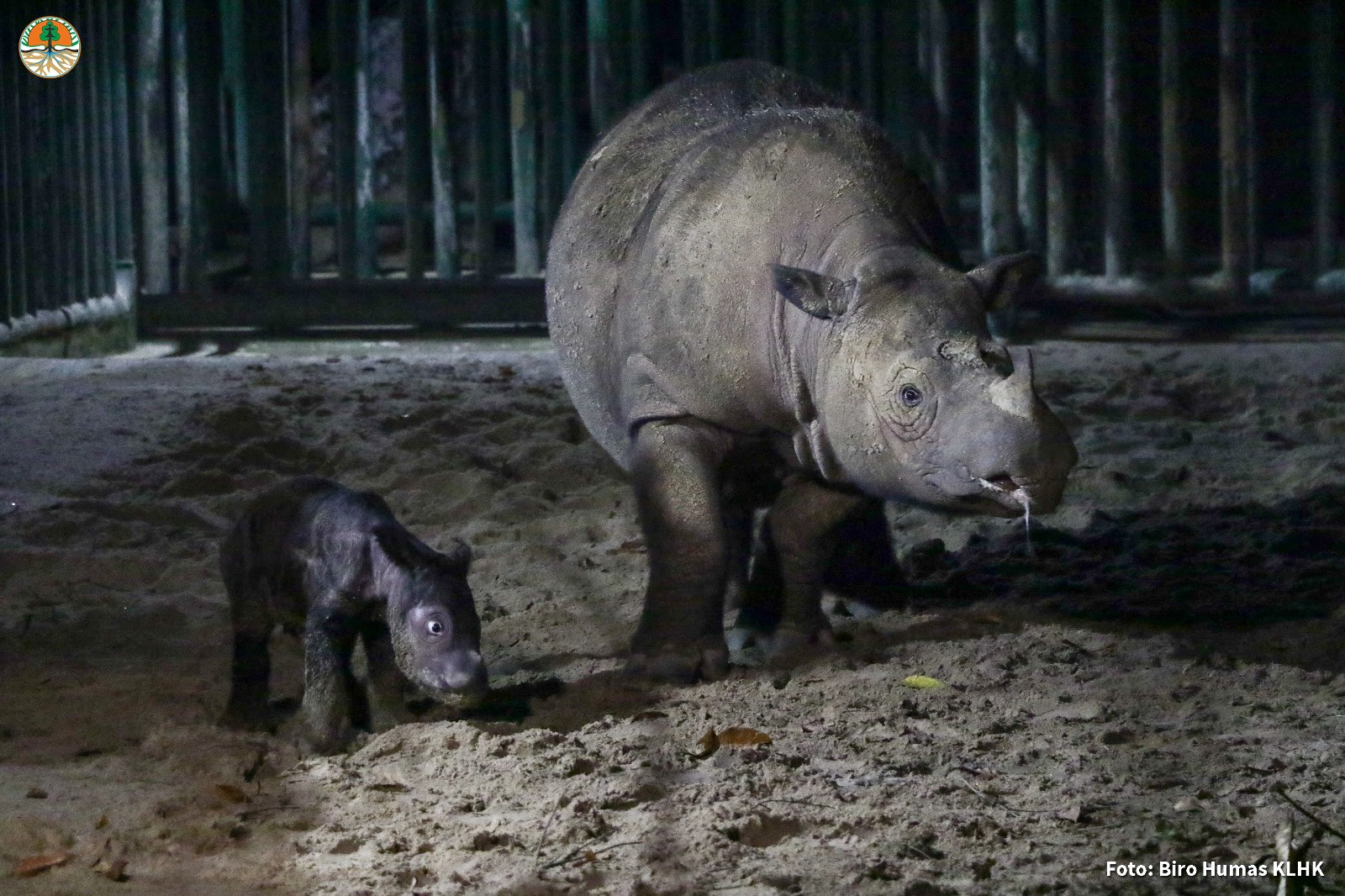 Female rhino Ratu and her new calf.