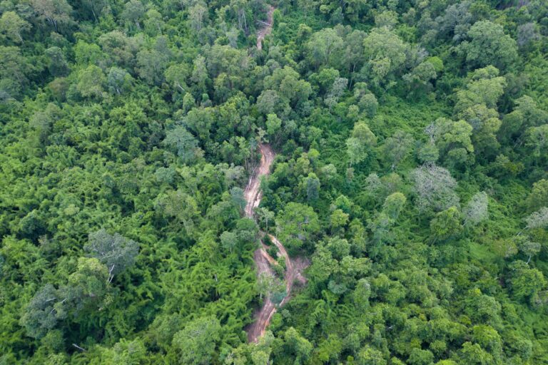 A path is cut deep into the core zone of Keo Seima Wildlife Sanctuary in Cambodia's Mondulkiri province following the government's approval of a new mining license in the protected forest. Photo by Gerald Flynn/Mongabay.