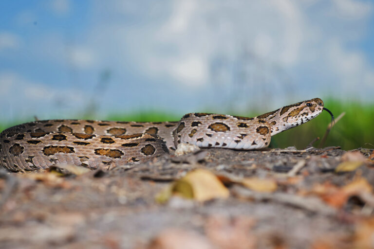 A Russell's viper