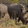 Thuza and Kusasa the white rhinos.