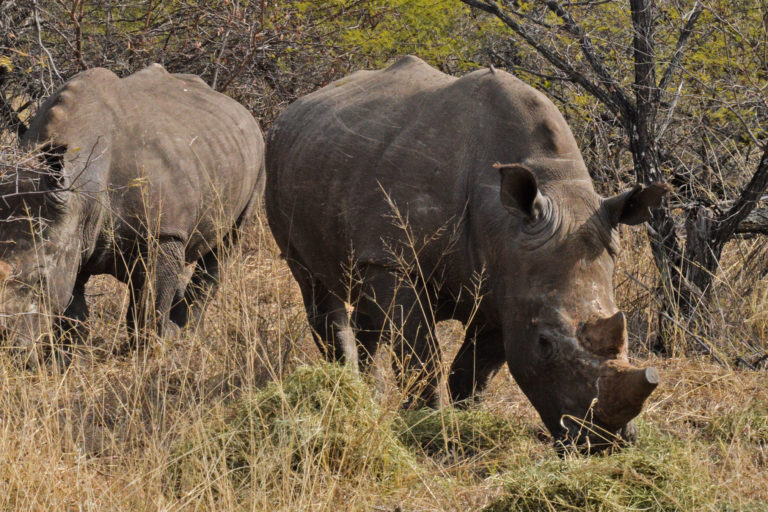 Thuza and Kusasa the white rhinos.