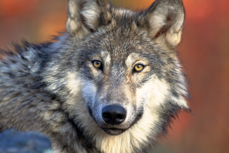 A resting gray wolf (Canis lupus). Photo by Gary Kramer, U.S. Fish and Wildlife Service.
