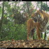 A tiger (Panthera tigris) recorded on a camera trap in Bhutan during the national tiger census 2021-2022. Image courtesy of WWF-US.
