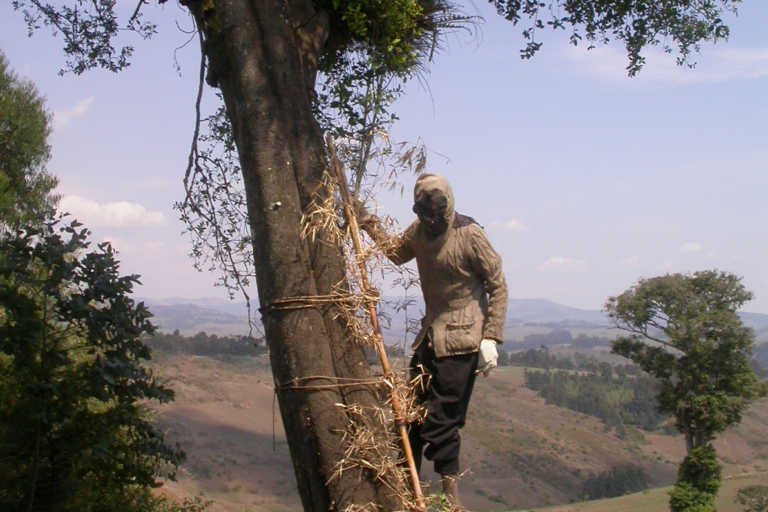 Beekeeper using a bamboo ladder to reach a hive in Umalila, in Tanzania's Southern Highlands. Image by Paul Latham via Flickr (CC BY-NC 2.0)